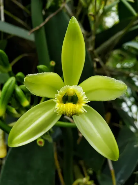 Green and yellow Orchid.