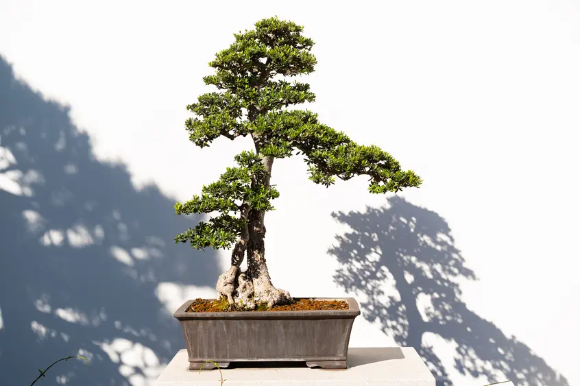 Olive penjing with a gap in the trunk against a white wall with the tree's shadow on the wall.