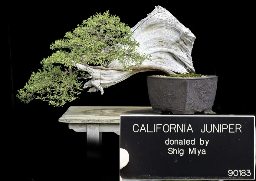A California Juniper bonsai with a large trunk grows at a dramatic angle against a black background.