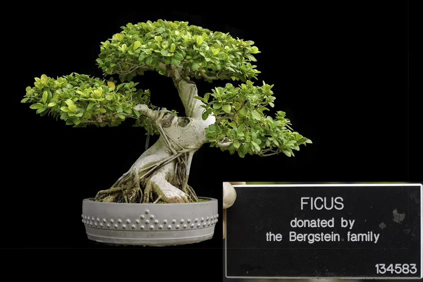 A Ficus bonsai with aerial roots crossed across the trunk and three bunches of leaves against a black background.