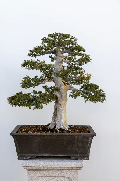 Chinese elm penjing with a straight trunk and bunches of foliage growth against a white wall.