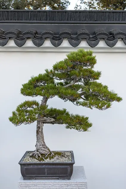Black pine penjing with triangular foliage against a white wall.