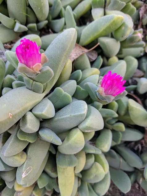 Succulent plant with light green leaves and pink flowers