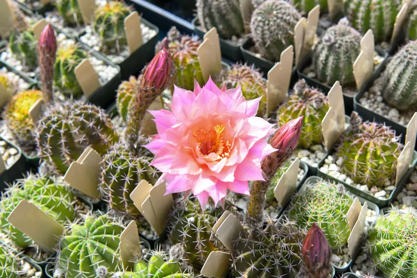 Overhead view of a table of potted cacti, with a large pink flower at the center of the frame.