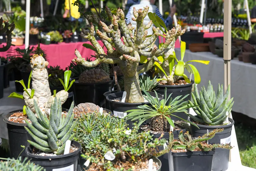 A table of potted succulents and cacti.