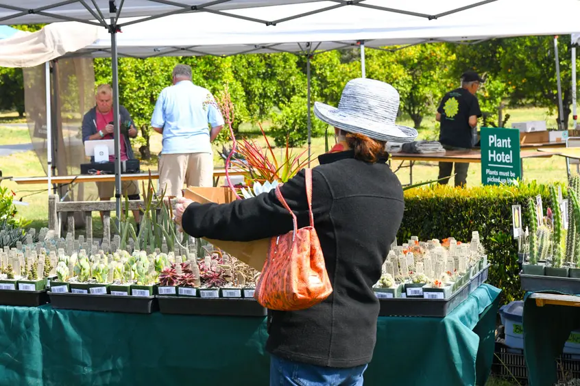 A person holds a box while the look at a table of potted succulents and cacti.