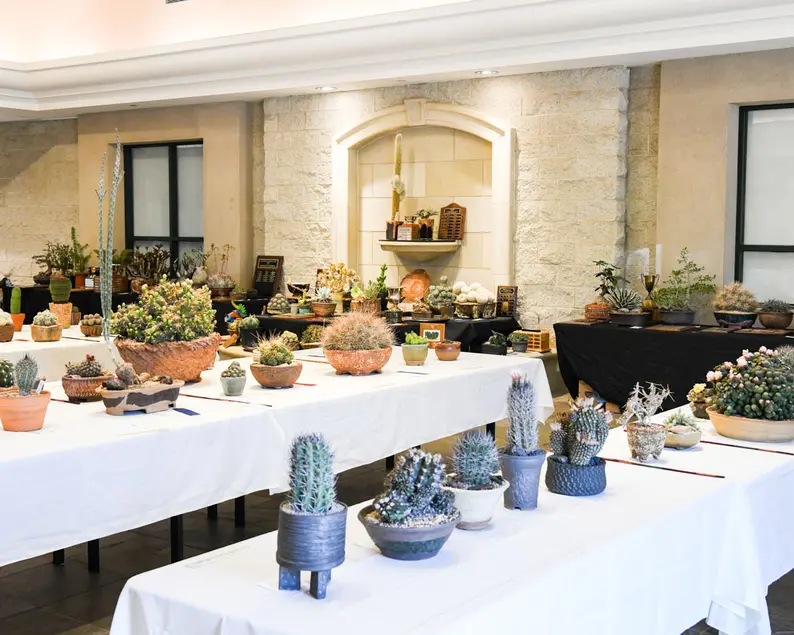 A large room with tables of potted succulents and cacti.