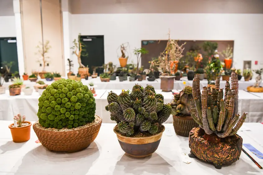 A large room with tables of potted succulents and cacti.