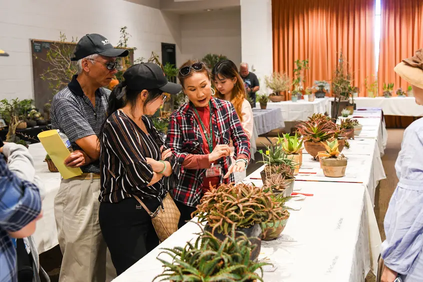 People look at tables of potted succulents and cacti.