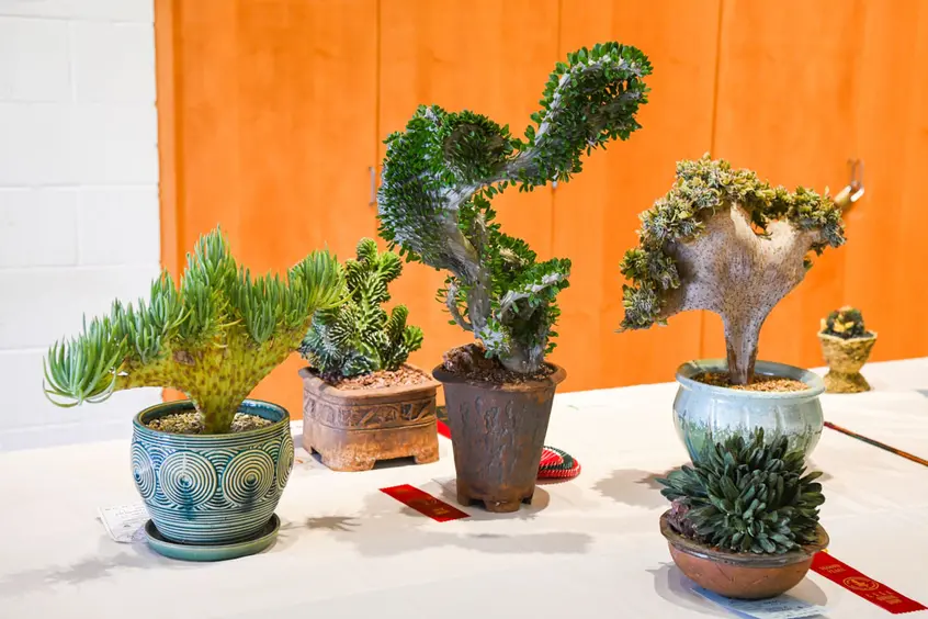 A table with few potted succulents and cacti.