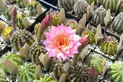 Overhead view of a table of potted cacti, with a large pink flower at the center of the frame.
