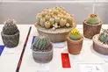 A table of potted succulents and cacti.