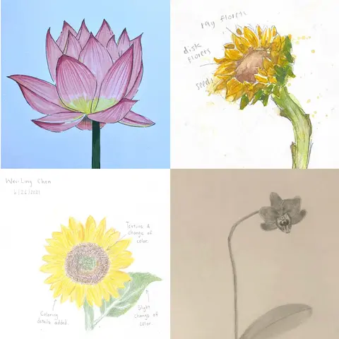 Botanical artworks by teen volunteers. Artists clockwise from upper left: Denise Cheng, Lucy Lu, Russell Tsai, We-Ling Chen.