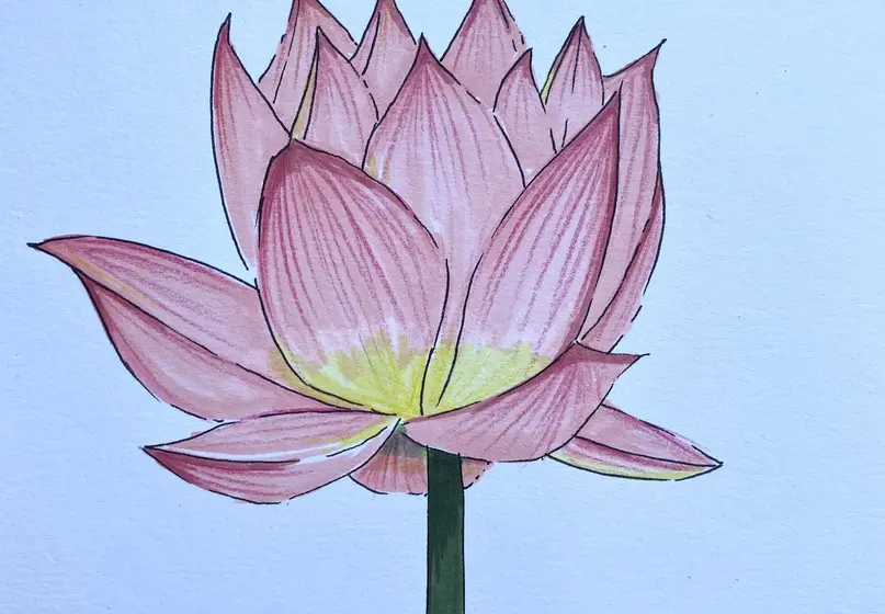 Artwork of a pink lotus flower against a white background.