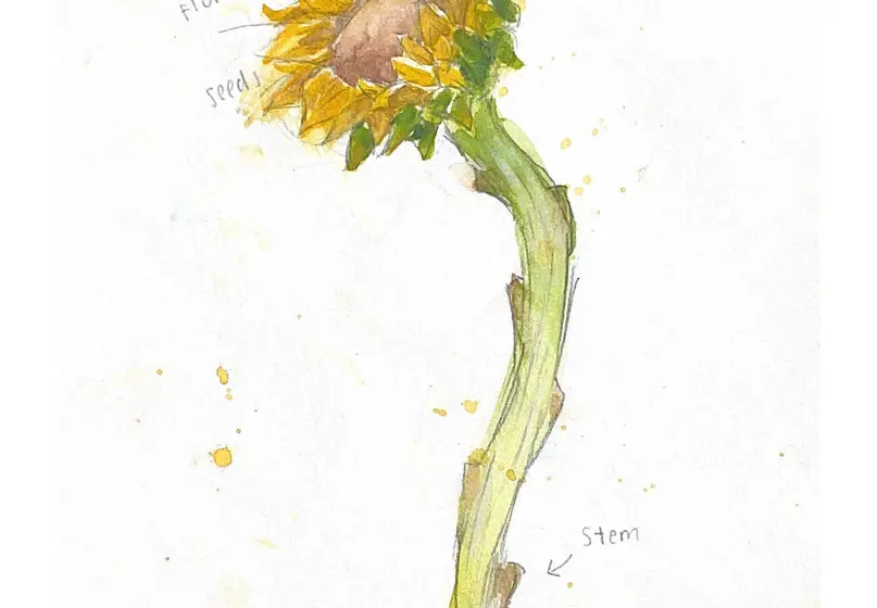 Artwork of a yellow sunflower with a thick green stem. The artwork includes the following labels: ray florets, disc florets, seeds, stem.
