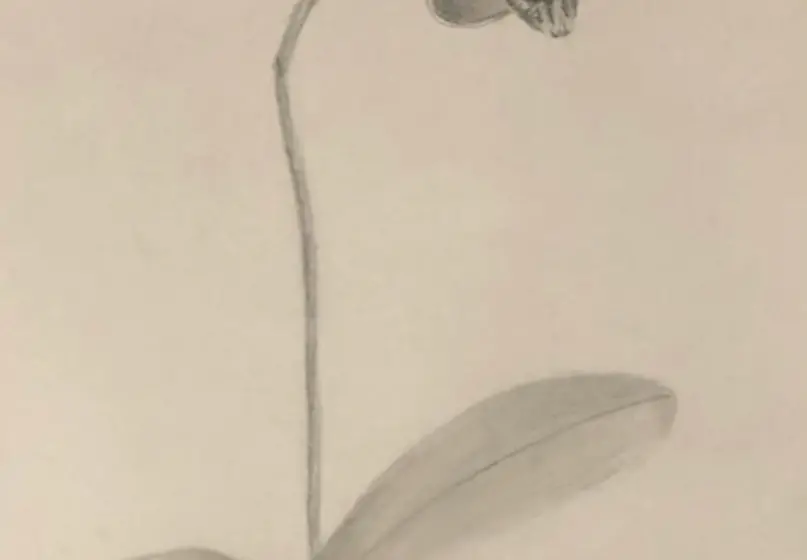 Black and white artwork of an orchid with flower, stem, and leaves.