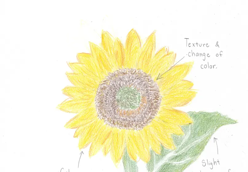 Artwork of a sunflower with a leaf behind the flower. The artwork includes the artist's name, the date 6/26/2021. The artwork includes the following labels with arrows: coloring details added, texture and change of color, slight change of color.