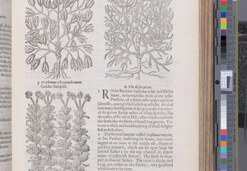 Book page with three black and white illustrations of plants and three paragraphs of text.
